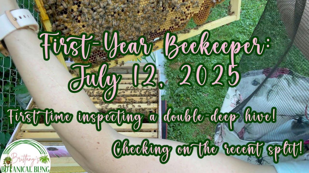 First-Year Beekeeper | First Time Inspecting a Double-Deep Hive ...