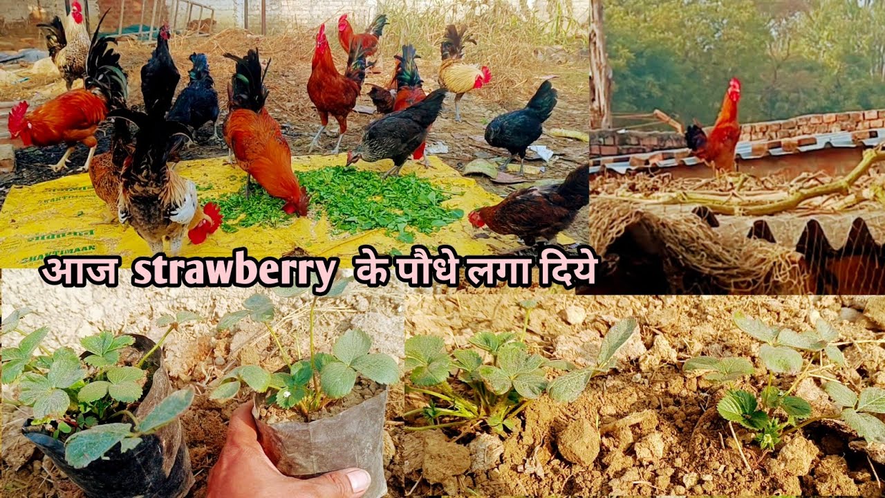 आज strawberry के पौधे लगा दिये || strawberry plant || chicken farming 🐔||