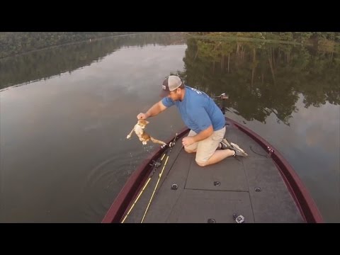 Video: Pet Scoop: Kattunge sparad från Mississippi River, Golden Retriever räddad från Backyard Pond