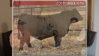 2026 Semen Guide-Proven SimAngus Bulls