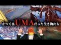 【実在したUMA】かつては伝説の生き物だと思われていた海の生き物たち