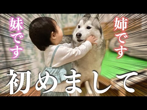 はじめての対面どうなる!?シベリアンハスキーと1歳児の暴れん坊コンビ