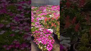 seasonal flowers and plants, beautiful varieties list of seasonal flowers nursery gardening