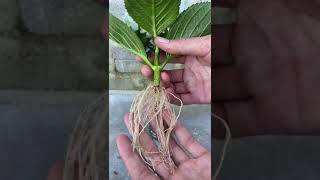 How to propagate hydrangeas by flower cuttings