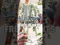 How I Make FREE Plants #shorts #plants #indoorplants #houseplants #propagation #succulent #tips