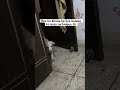 Ese kaise nhi ayega!! #funny #petshub #comedy #comedymovies #funnycomedy #pets #funnymoment #explore