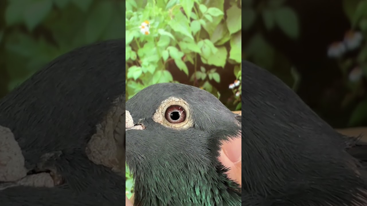 好鴿網nicepigeon 台灣賽鴿拍賣網站最佳首選!