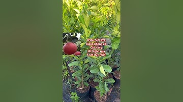 Cây Bưởi đỏ Tiến Vua | 0386569374 - Ngọc Ngân Bến Tre | Chuyên cây độc lạ