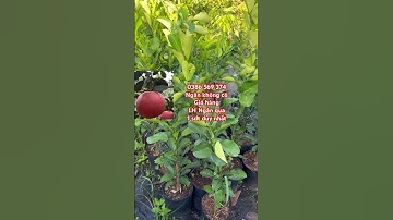 Cây Bưởi đỏ Tiến Vua | 0386569374 - Ngọc Ngân Bến Tre | Chuyên cây độc lạ