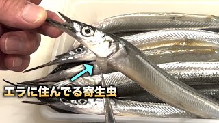 サヨリのエラに住み着いてる寄生虫を200℃の油の中に流し込むと・・・　#shorts