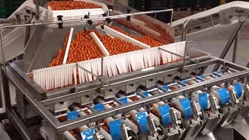 Actionpac Fully Automated Fresh Produce Packaging Equipment | weigh fill & Packaging Cherry Tomatoes