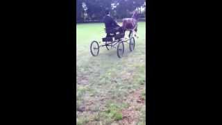 Hackney Horse Jesse James Concours Putten-Nl- 2013 29 Jun