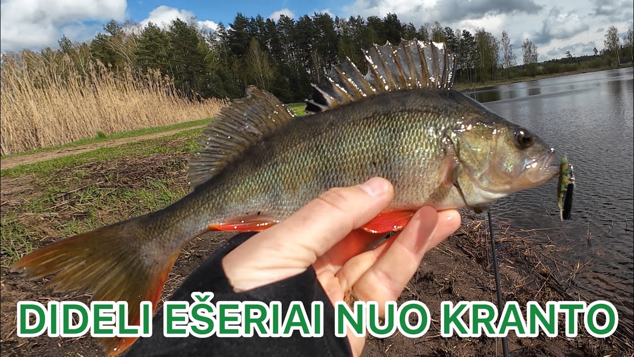 DIDELIŲ EŠERIŲ ŽVEJYBA SPININGU NUO KRANTO 2024