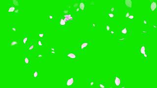 falling petals overlay animated green screen video for youtubers