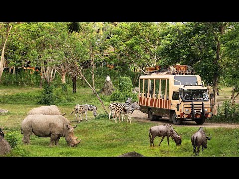 ভিডিও: কেন ডরমাউস বিপন্ন?