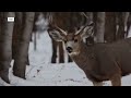 Montana youth hunts give young hunters first crack at game this weekend