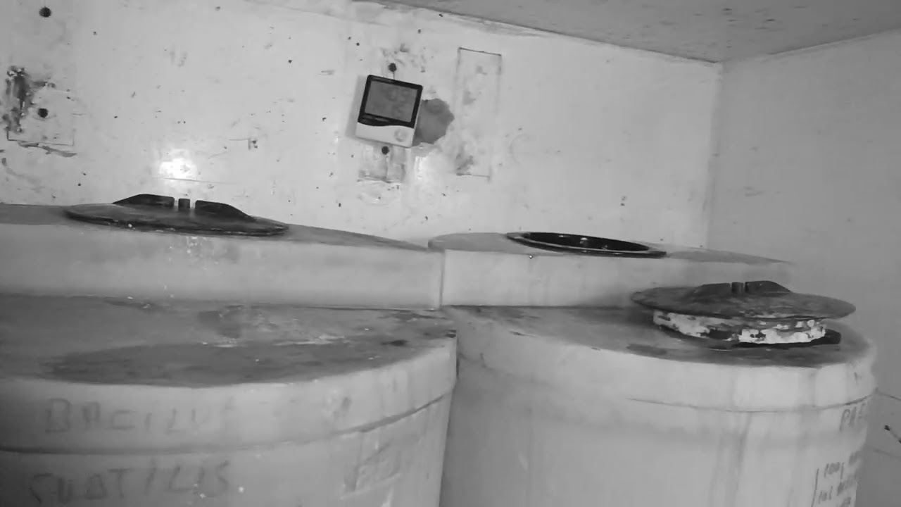 Reproducción de bacillus subtilis, bauveria bussiana, paecelomyces y otros.