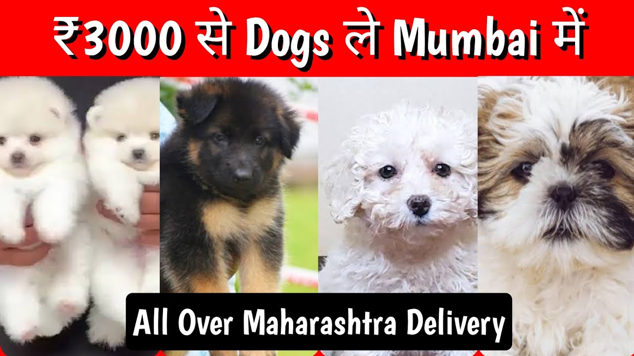 📌 Dogs all Over Maharashtra Delivery 🚚 Lowest Price Dogs in Mumbai ✅