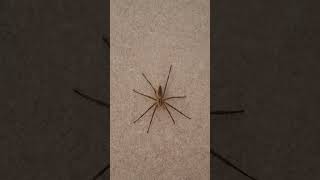 Listspinne #spider #arachnida #spinnen #tier #wildlife #shorts #animal