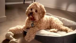 music for dogs alexa