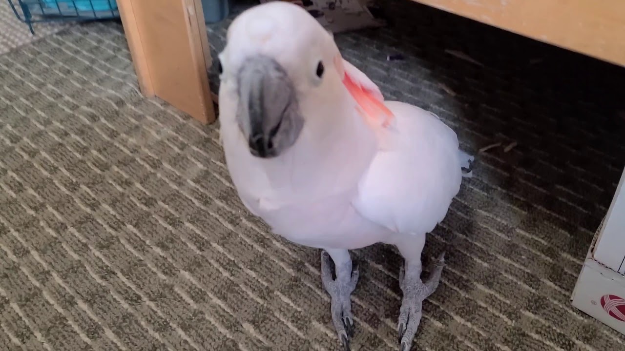 What Is Max Talking About ? A Carrier Video !