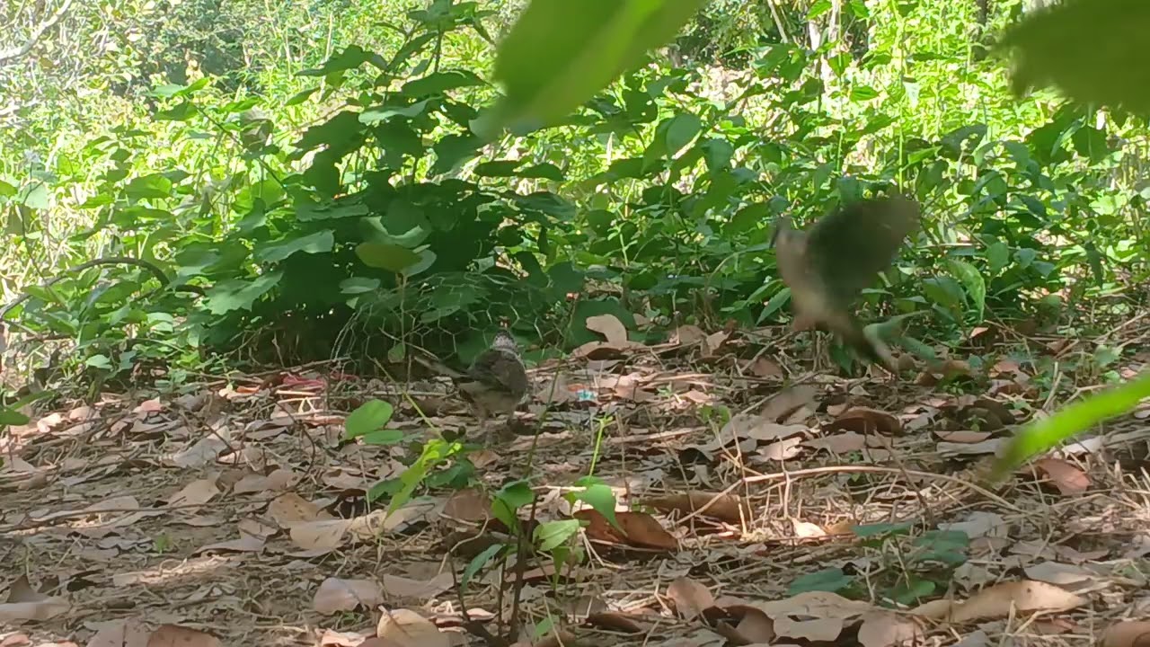 Cu gáy phạm ấn.chủ nhật-25-1-2026.rừng khứu.tỉnh ninh thuận cũ(khánh hòa)