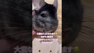 またヨダレが出始めたチンチラ#chinchilla #short