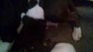 Daisys Pups 17 Days Old