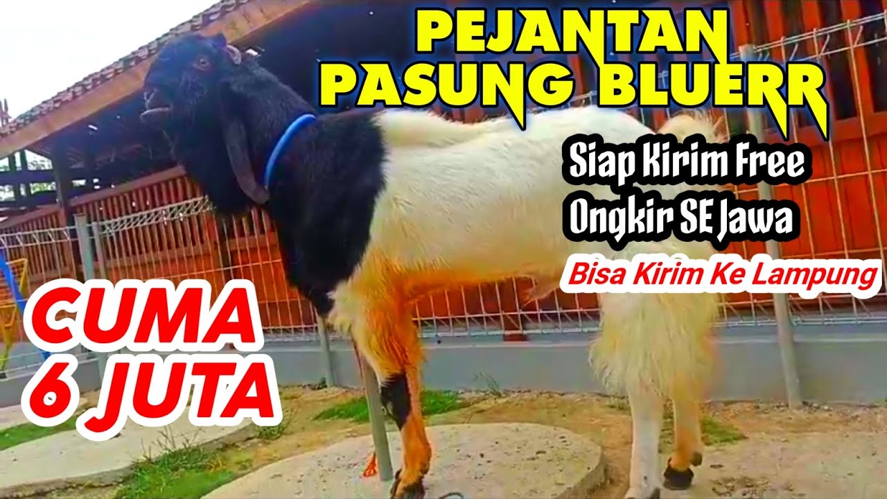 2.8 JUTA HARGA DOROAN DAN INDUKAN BETINA ‼️ KAMBING ETAWA RAS KALIGESING KAWINAN DAN BUNTINGAN