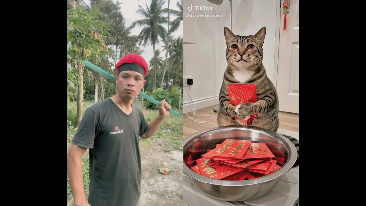 Kalau kasihan sama kucing Like ya 😀.. #belbelbebeb