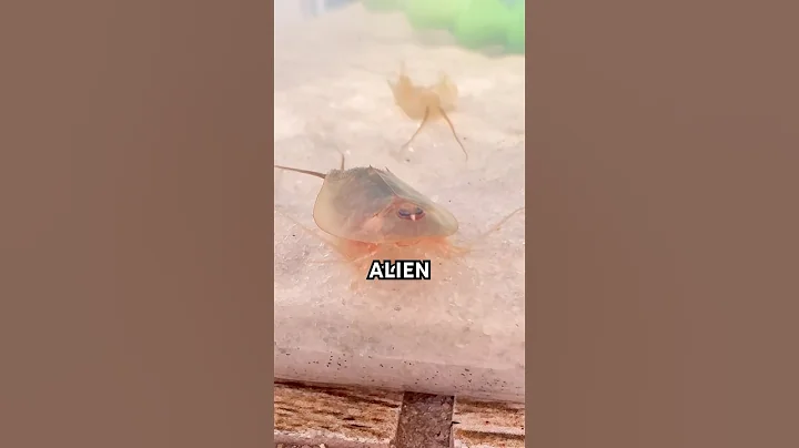 My ALIEN pets got WAY bigger…