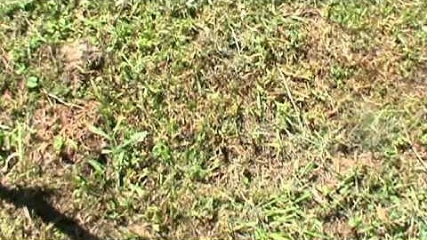 Survival. A primitive method of bush navigation using stick shadow method.