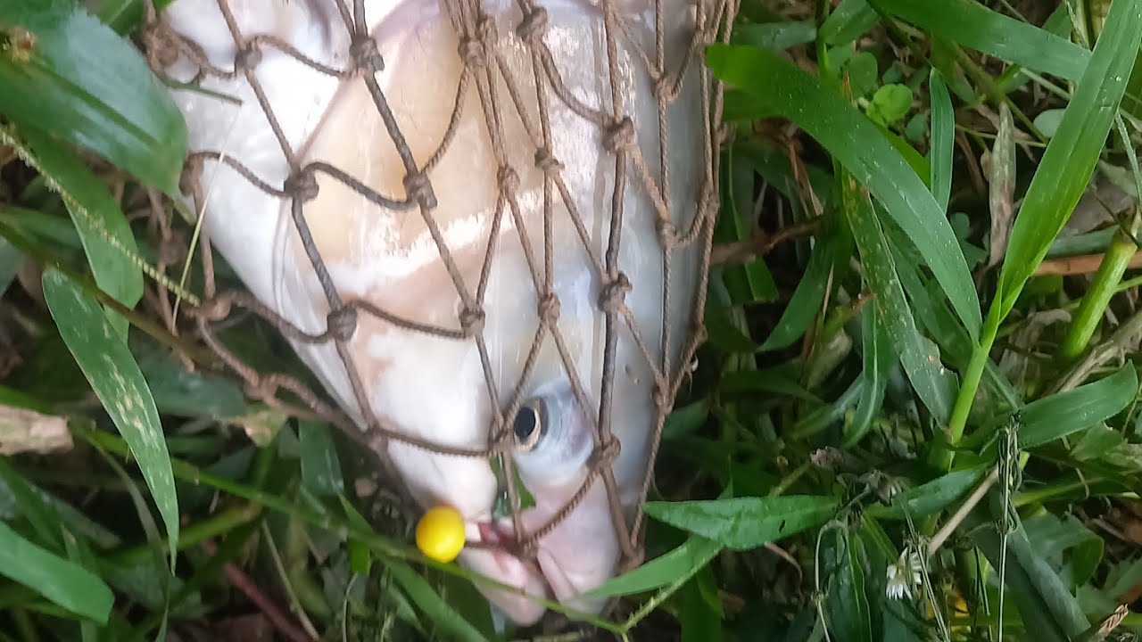 Pescaria de carpa na bolinha de jamel 