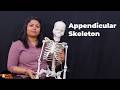 Appendicular Skeleton Quiz