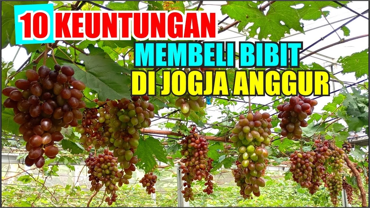 KEUNTUNGAN MEMBELI BIBIT DI JOGJA ANGGUR