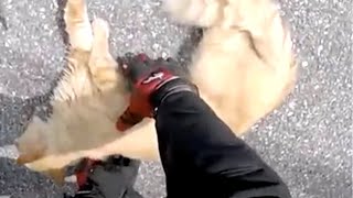 道路上に動物が倒れているのを見つけたバイカー。近づくと心を打たれる