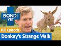 Orphaned Donkey Develops An Awkward Walk | FULL EPISODE | E03 | Bondi Vet