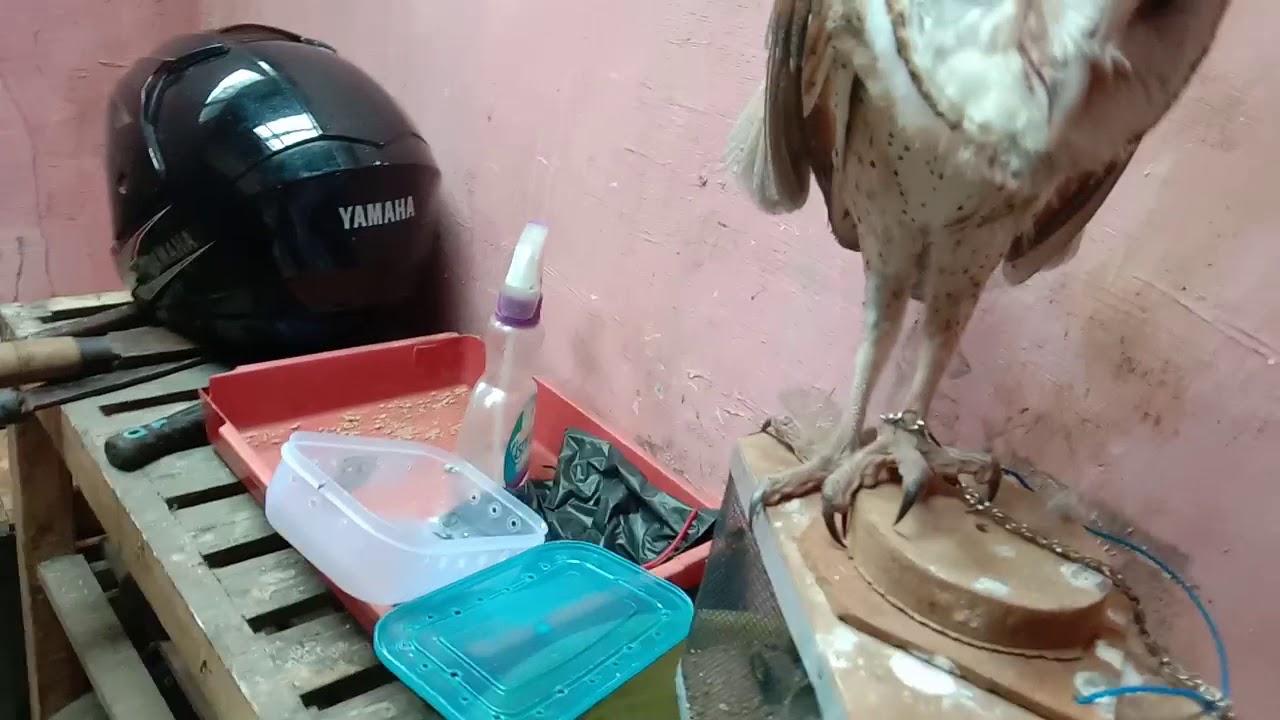 Ngecek burung hantu 