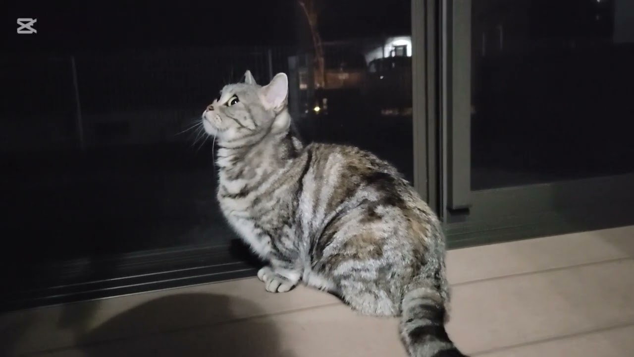 外の爆音にヒビッてるパッチ姫