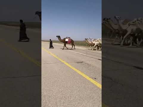 شديد ابل له شمال