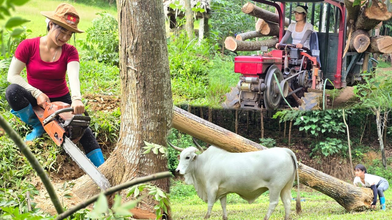 Agricultural truck transports large trees from the hands of a logging girl#agricultural#woodtruck