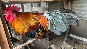 ❤️🕊️Roosters crowing🕊️❤️Laos Thailand Vietnam Qaib qus qaib dib roob kuj yem ❤️🕊️