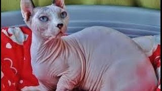 Animal Planet  :  Cats 101 ~ Dwelf by Movies4U 5,814 views 10 years ago 3 minutes, 53 seconds