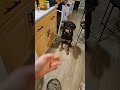 pan cleaning #rottweiler #doberman #shibc shibaclassic.io #uniswap #biconomy #dextools #crypto