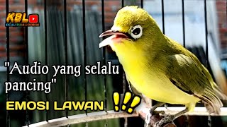 CIAK CIAK JOSS KECIAL KUNING AMPUH||PANCINGAN KECIAL MALAS BUNYI||