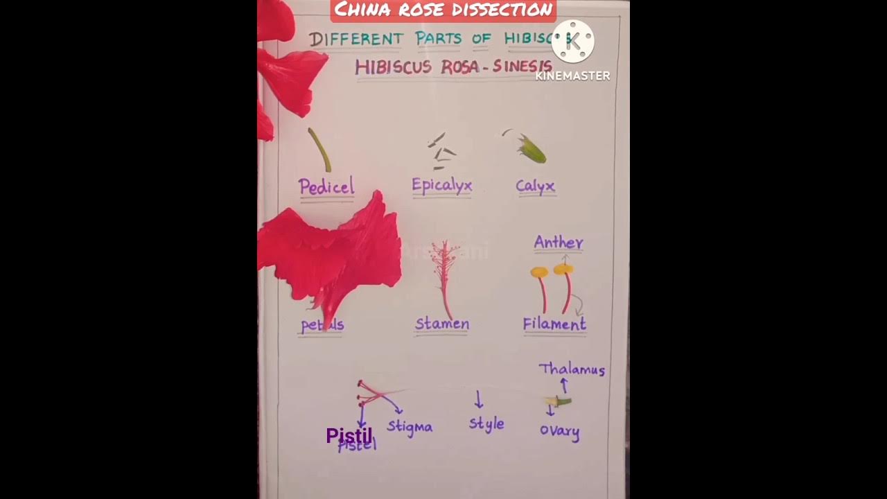 Dissection of Hibiscus Flower(China Rose) #shorts #shorts