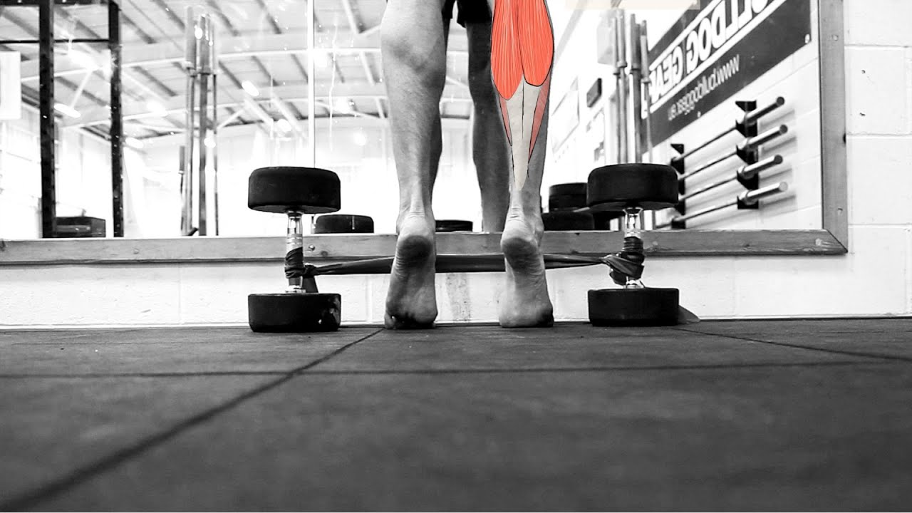 Calf Raises - Gastrocnemius
