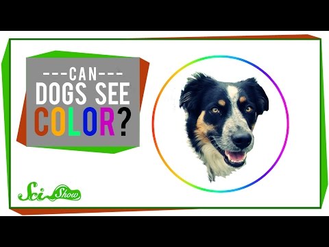 Can Dogs See Color