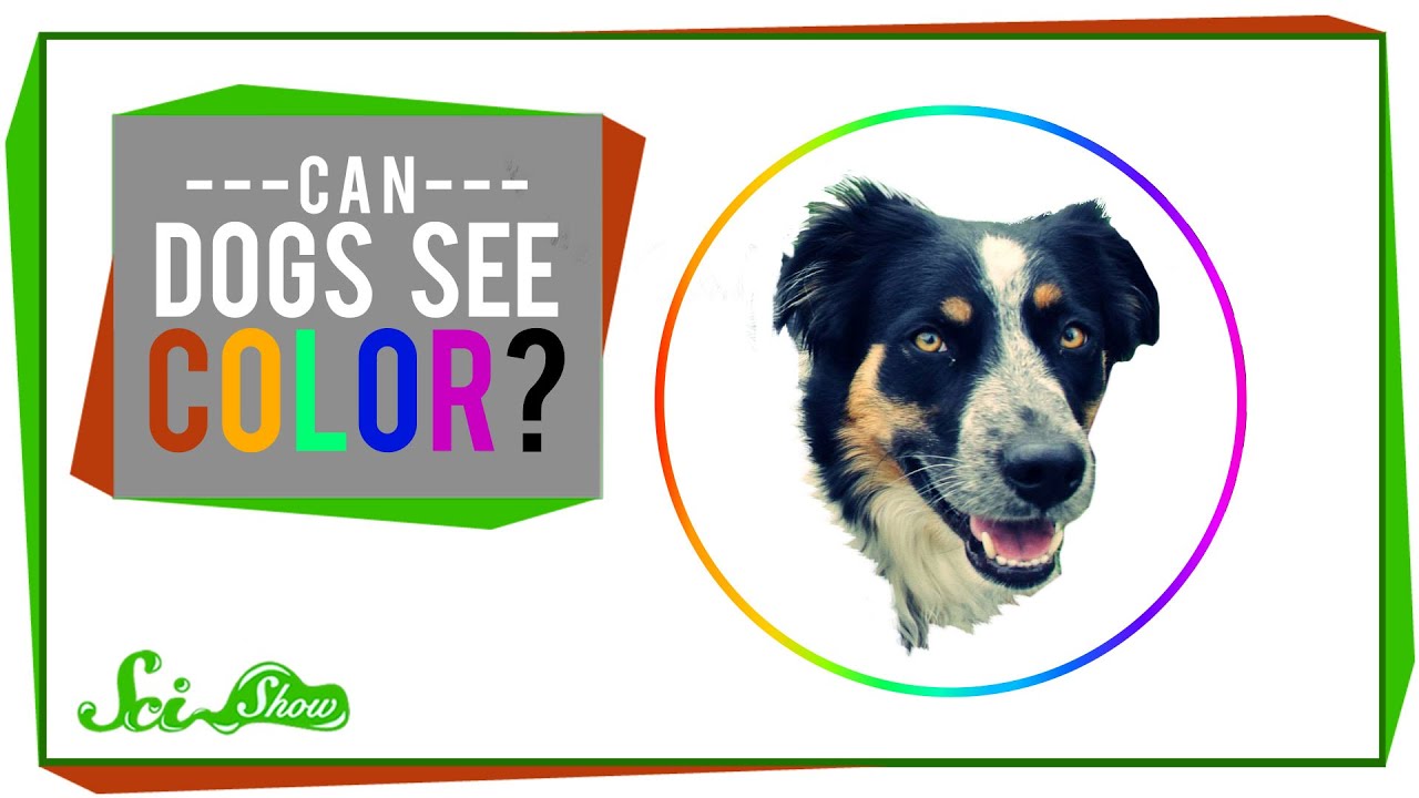 What colors can dogs see?