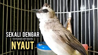 trucukan gacor ROPEL PANJANG buat pancingan trucukan agar bunyi JADIKAN burung trucuk gacor NYAUT